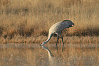 sandhill crane