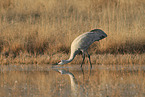 sandhill crane