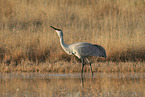 sandhill crane