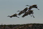 sandhill cranes