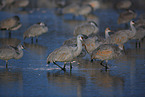 sandhill cranes