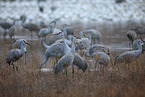 sandhill cranes