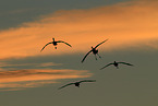 sandhill cranes