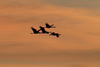 sandhill cranes