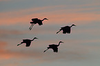 sandhill cranes