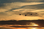 sandhill cranes