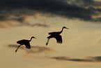 sandhill cranes