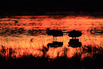 sandhill cranes