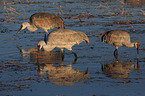 sandhill cranes