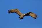 sandhill crane