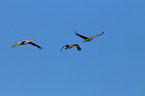 sandhill cranes