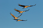 sandhill cranes