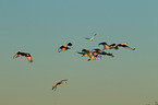 sandhill cranes