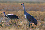 sandhill cranes