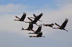 sandhill cranes