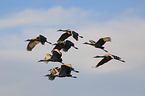 sandhill cranes