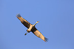 sandhill crane