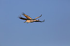 sandhill cranes