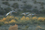 sandhill cranes