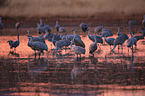 sandhill cranes