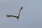 sandhill crane