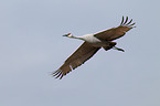 sandhill crane