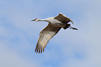 sandhill crane