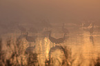 sandhill cranes