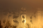 sandhill cranes