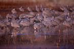 sandhill cranes