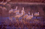 sandhill cranes