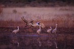 sandhill cranes