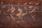 sandhill cranes