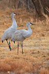 sandhill cranes