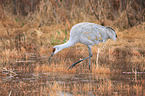 sandhill crane