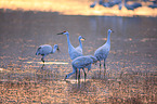 sandhill cranes