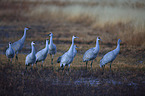 sandhill cranes