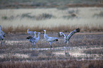 sandhill cranes