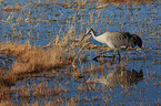 sandhill crane