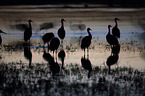 sandhill cranes