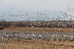 sandhill cranes