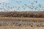 sandhill cranes