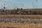 sandhill cranes