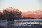 sandhill cranes