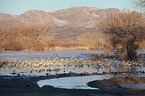 sandhill cranes