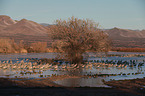 sandhill cranes