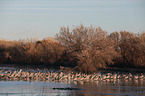 sandhill cranes