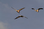 sandhill cranes