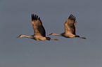 sandhill cranes