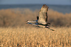 sandhill cranes